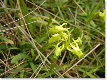 Even at high altitude the flowers are still present
