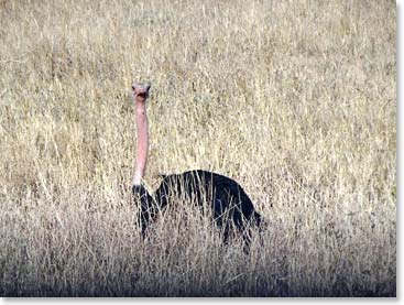 A curious ostrich looking at the visitors