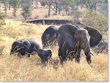 A herd of Elephants hanging out in the sun