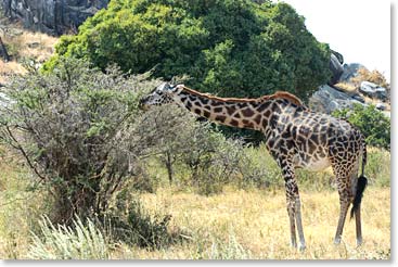 A giraffe making his way to the tree tops