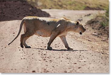 Female lion prowling the land