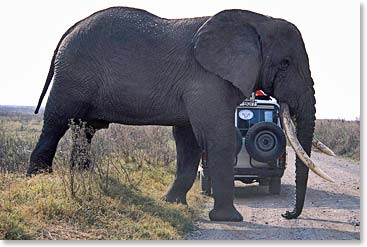 You can compare the size of African elephants to one our safari vehicles