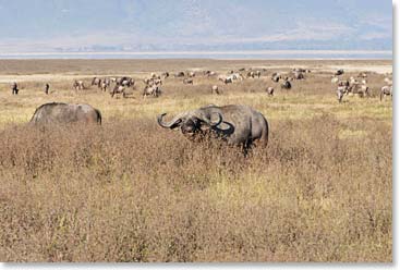 A cape buffalo looking up