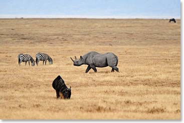 A rhinoceros striding on the safari