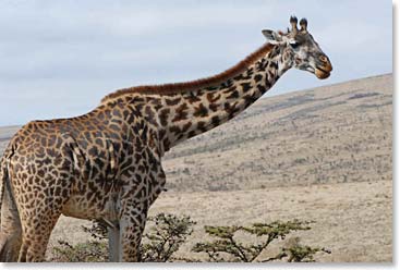 A giraffe says hello!