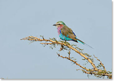 Patty’s enjoys watching the Lilac Breasted Rollers