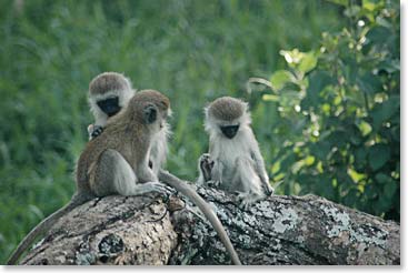 Monkeys