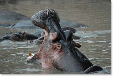 Hippo