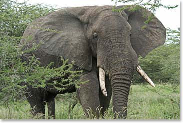 Elephant