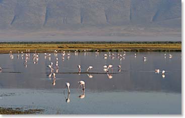Flamingos