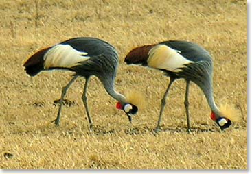 Crowned crane