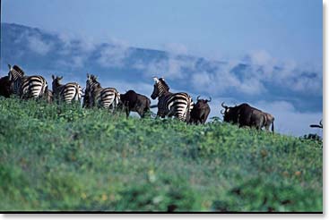 Zebras and Wildebeest