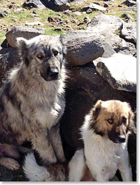 The boys who run our pack horses on the mountain bring their families dogs along. These are crossbred Kangal dogs, which all in Anatolia use. Their ears are clipped because one of their jobs is to fight wolves that might attack sheep or horses. This mother and young adult pup climbed to our high camp today. 