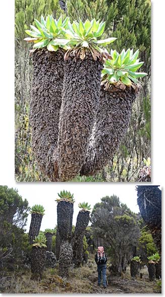 By the afternoon of our second day we had climbed above the forest and reached the moorland life zone of Kili, with its beautiful Giant Senecios.