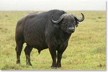 Cape buffalo