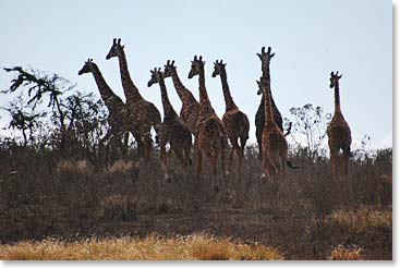 Giraffes on the move