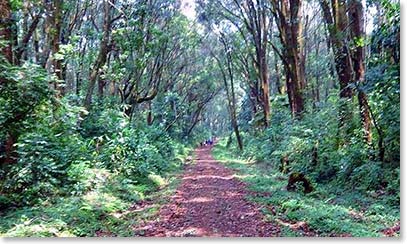 Hike to forest camp, camp 1