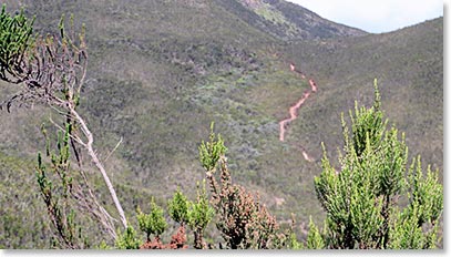 The trail the team took today to get to Shira Camp