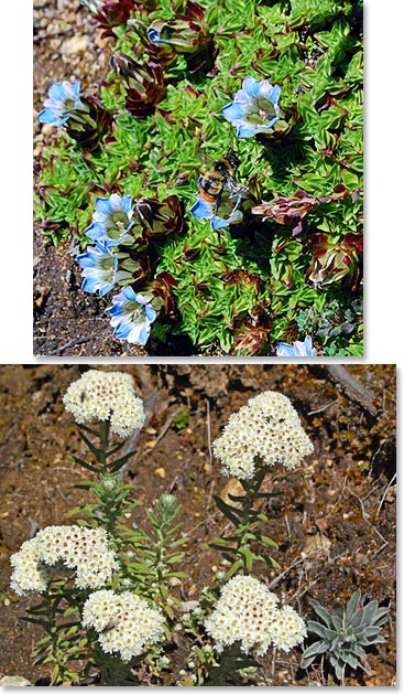 Beautiful wild flowers 