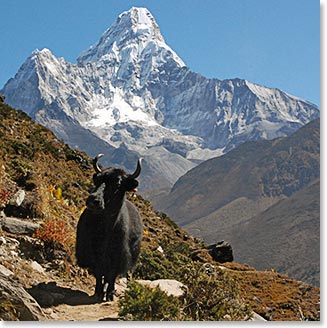 Yak on the trail to Ama Dablam base camp