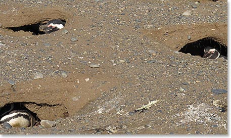 Nesting grounds for the penguins