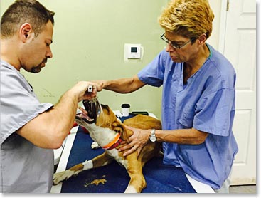 Chris von Gartzen helping at rescue clinics