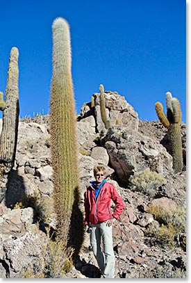 Giant cactus at Lomo de Pescado Island