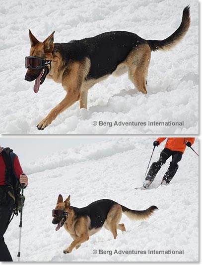 As we were climbing down we met this dog. He had problems with his eyes on the bright glacier before so he now wears goggles.