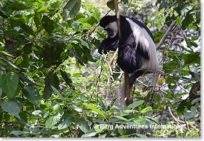 The first animals we saw today as we started our hike through the jungle  were Colobus Monkeys .