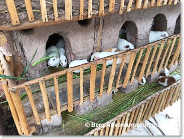 Guinea pigs condominium