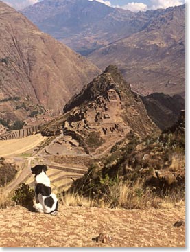 Paula took this picture of a border collie that followed our group all the way. When we arrived at our village he turned around and went back home.