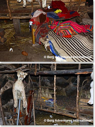 She  later showed us her home where she kept a puma in the living room
