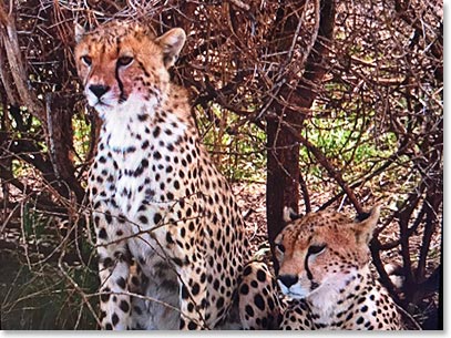 Mother and baby Cheetah