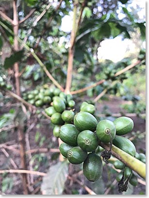 Coffee beans!