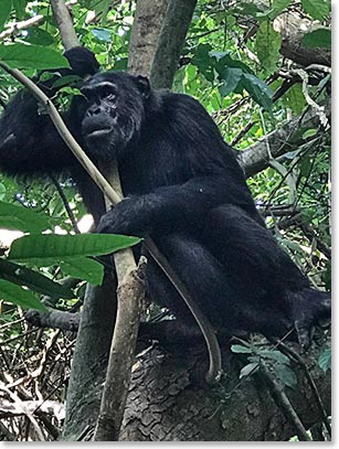 This Chimp found a peaceful place to think thing over