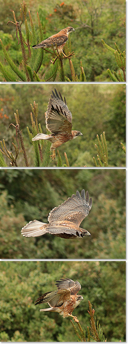 We saw a beautiful Peregrine Hawk during our hike