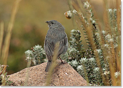 Bird Pinche Hembra
