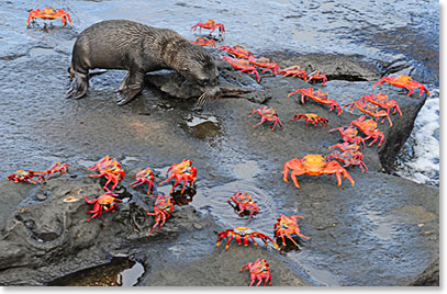 Young seal seems fascinated by the crabs