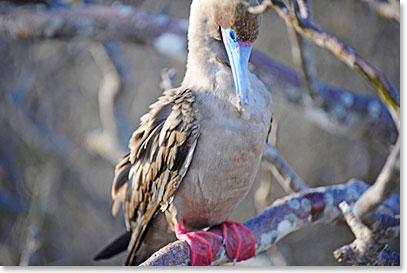 Red-footed booby