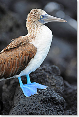 Blue-footed Booby