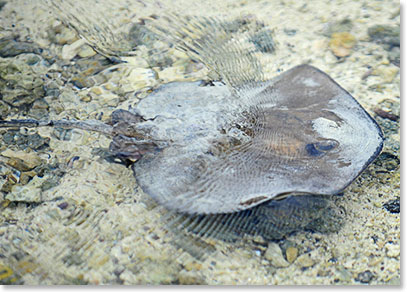 Stingrays