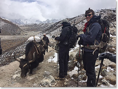 Yaks carry most of our load from village to village