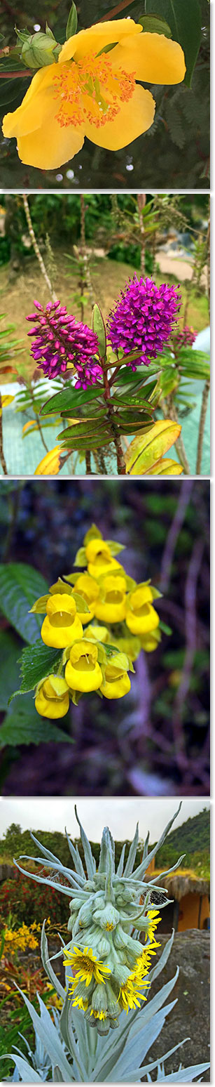 The amazing flora of Ecuador’s cloud forest 