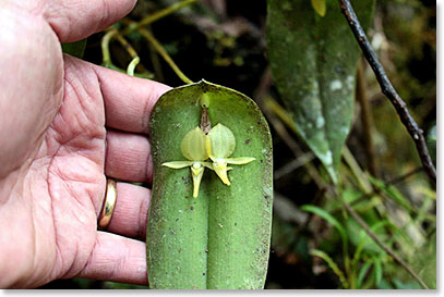 The Papallacta region has beautiful unique flora