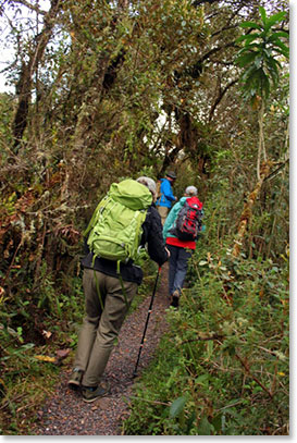 Great amazon trails