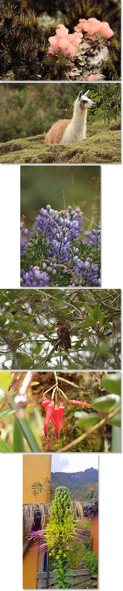 The flora and fauna re absolutely breathtaking