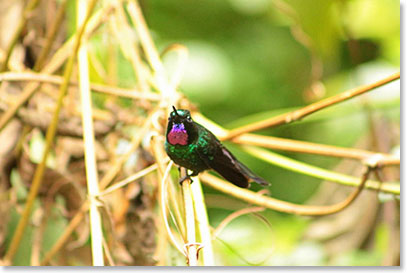 Gorgeted woodstar, rare in subtropical forest – we were lucky to be able to see it!