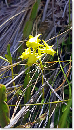 Beautiful Andean flower from Ecuadorian paramo’ deer horns