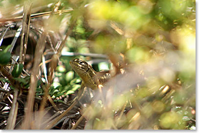 A curious lizard looking at the group crossing his territory