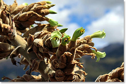 Achupalla flowers near the crater